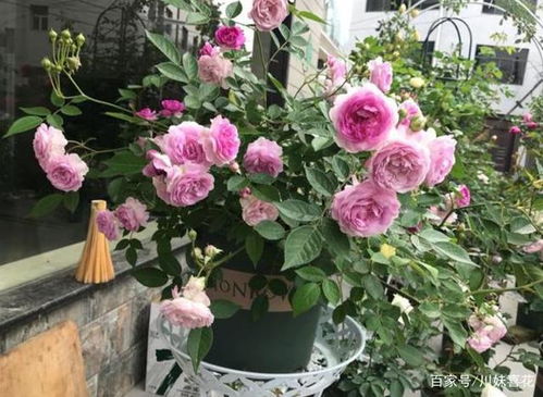 月季花的魅力，你get了吗？