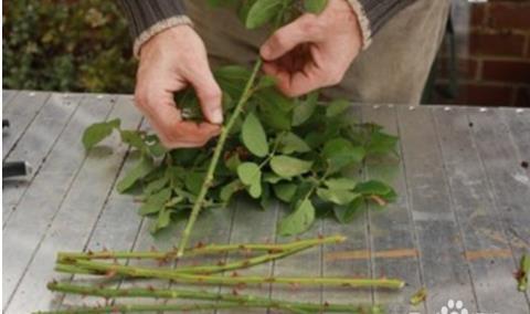 玫瑰扦插繁殖，春季是关键！