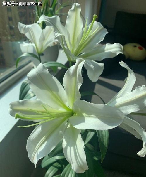 彩兰养护难度大吗？新手种植彩兰容易上手吗