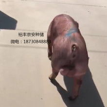 仔猪繁育首步：精选优良种猪