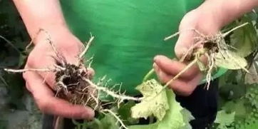 烧苗现象的真相