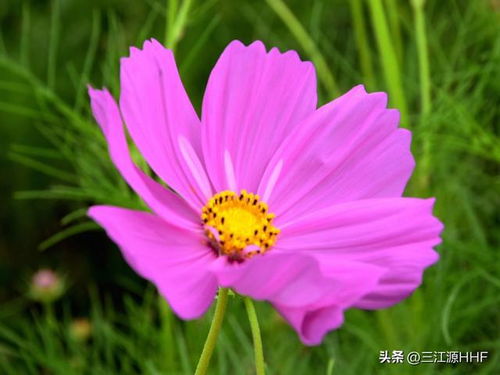 波斯菊：好养，但你真的养对了吗？