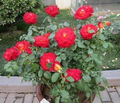 肥料：月季的“美食”