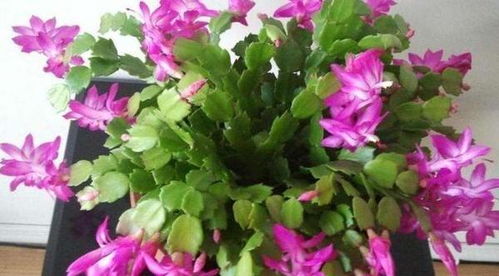 蟹爪兰仙客来，掐顶再开花，连开两次更惊艳！