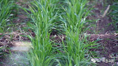 小麦施肥后的注意事项