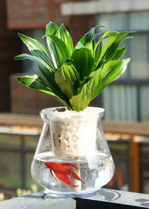 绿萝水培杀菌，自制小窍门大揭秘！