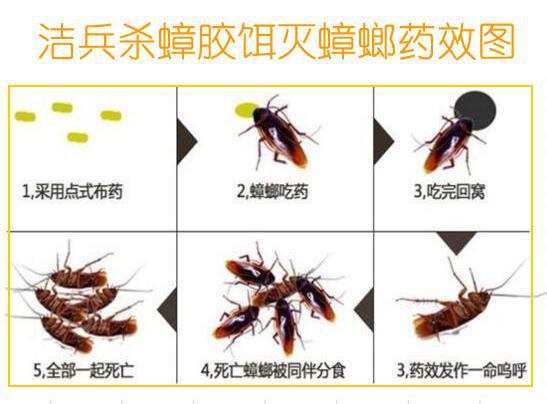 粘饵板， 粘住蟑螂不留情