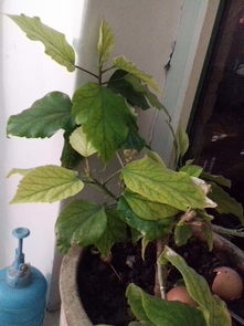 扶桑花叶子焉了是缺水还是病虫害