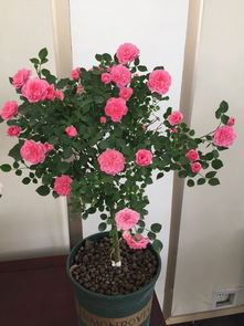 郑州月季花展盛大开幕， 30万株月季竞相绽放