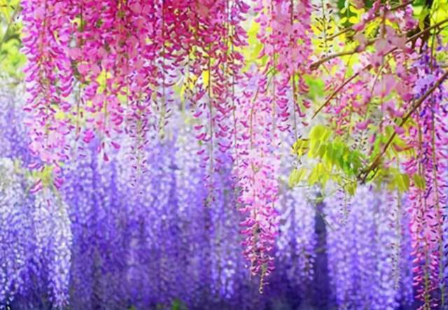 李先生的紫藤扦插经验