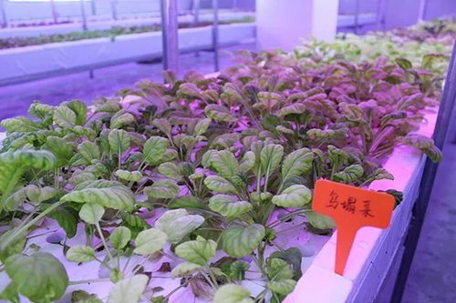 啥菜产量高？市场需求大？