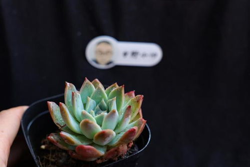 揭秘多肉植物的杂交奥秘：掌握这些技巧