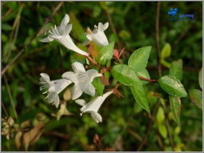 惯与中药名字带“花”字的探索