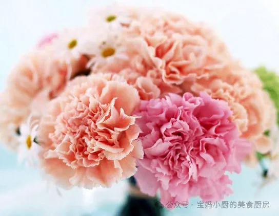 母亲节送康乃馨，你知道它的花语是什么吗
