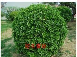 球灌木的由来之谜