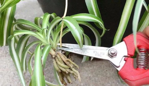 揭秘吊兰快速生根的三大诀窍