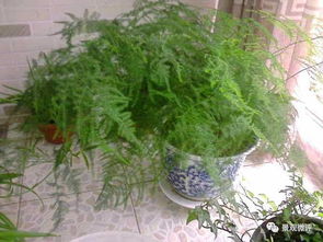 坚韧不拔：韭菜