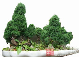 假山配松柏植物好看吗？这几个品种绝了