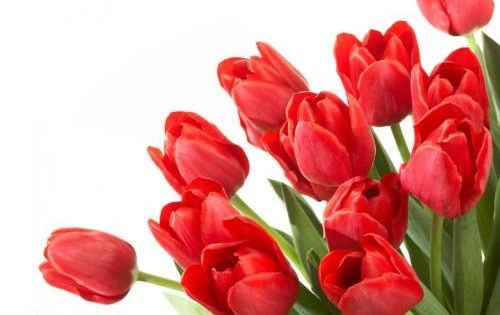 红郁金香花语揭秘，如何用它传递炽热爱意