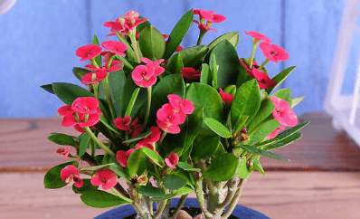 铁海棠养殖要点大揭秘