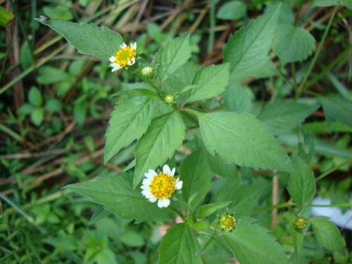 繁殖方式：扦插、播种，简单又方便