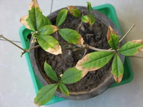 可嫩原因二：光照不足