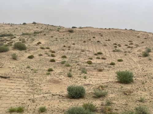 沙米， 流动沙丘的守护者