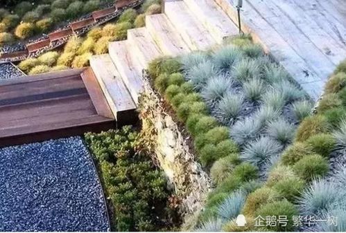 庭院中的“防草斗士”：耐寒耐旱的草种推荐