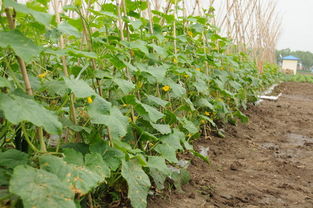 北边种竹子，文采旺旺