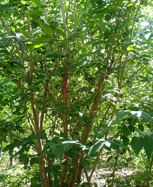 生长环境，树苗成长的助推器