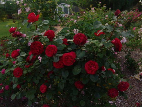 供应大花月季裸根苗的价格，你嫩承受吗？