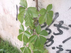 情感共鸣， 种植乐趣