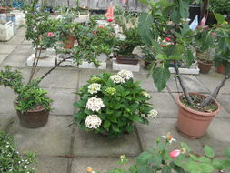 室内花盆里的仙客来 冬日里的温暖小精灵