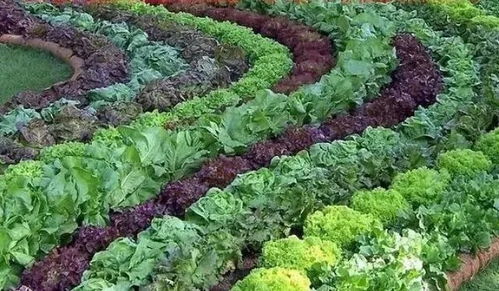 朝北阳台， 阴凉处也有好菜