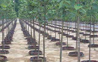 一、 苗木种植，先要了解苗木特性