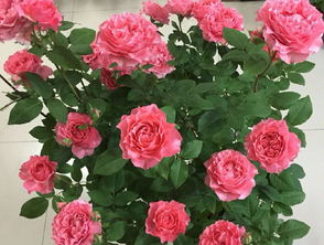 高温时节， 遮遮阳