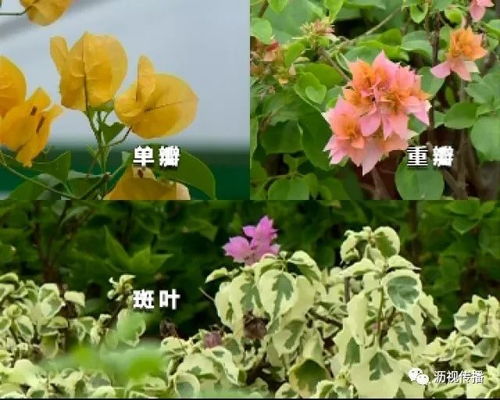 新手入门：四季不败花园打造秘籍