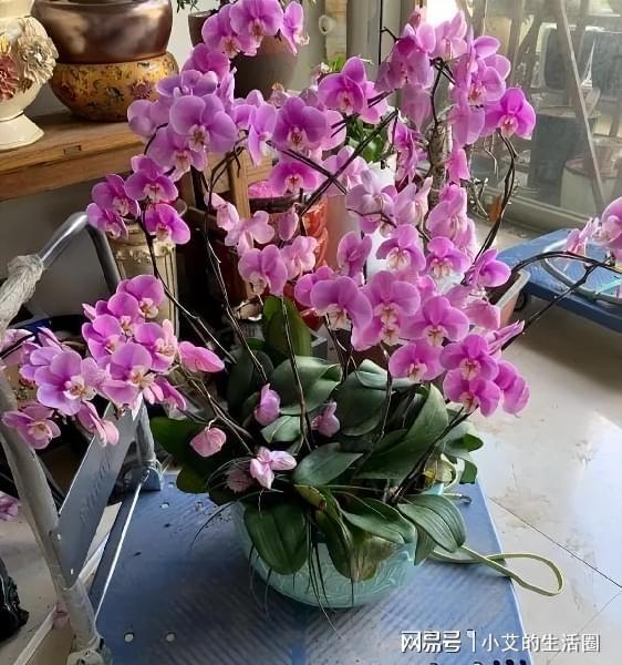 蝴蝶兰花期季节里每天几点开花最频繁呢