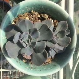 特色多多， 养眼又养心