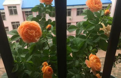 月季花，美丽又实惠