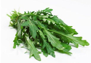 芝麻菜：适应性超强，耐贫瘠