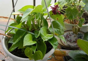 先说说 我们要了解叶子发黄的原因