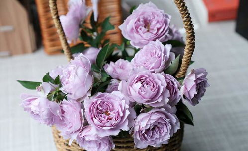 月季修剪，天气冷了行不行？