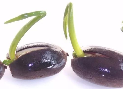 如何培育莲子并成功栽植？掌握莲子发芽与养护技巧