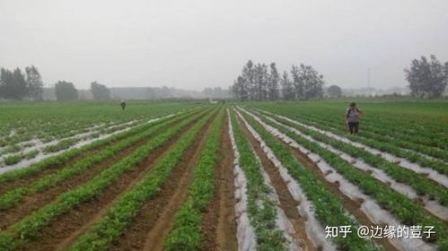 地膜覆盖的好处：保水又保温