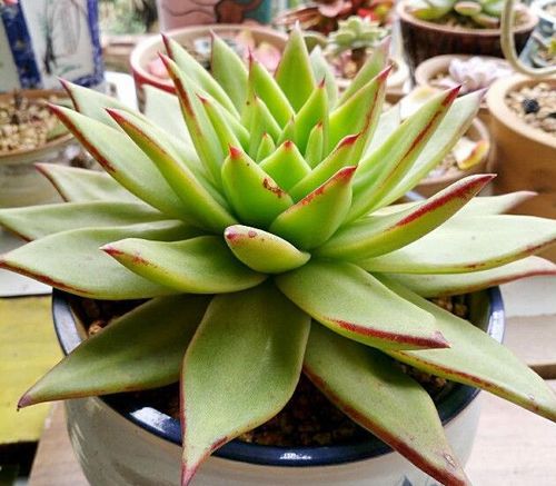 迪拜运来的沙枣树苗， 享受三文鱼级别的冷链待遇