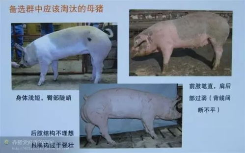 后备母猪初配要点有哪些？
