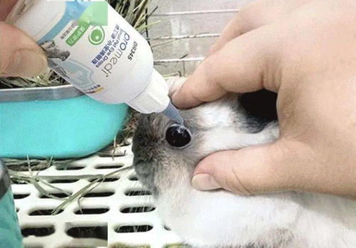 兔子误食杀虫剂后的症状表现