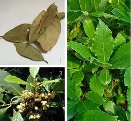 香叶源自神秘香树，调味佳品，爆款花卉必备！