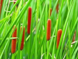 哪种除草剂Neng彻底根除蒲草的生长？